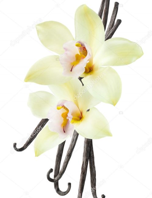 depositphotos_150934608-stock-photo-vanilla-bean-flower-vertical-isolated