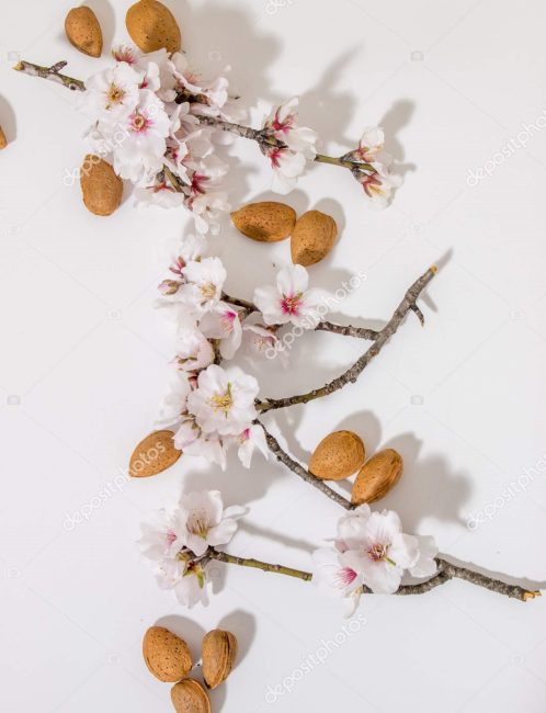 depositphotos_186112324-stock-photo-almond-tree-branch-almonds-isolated